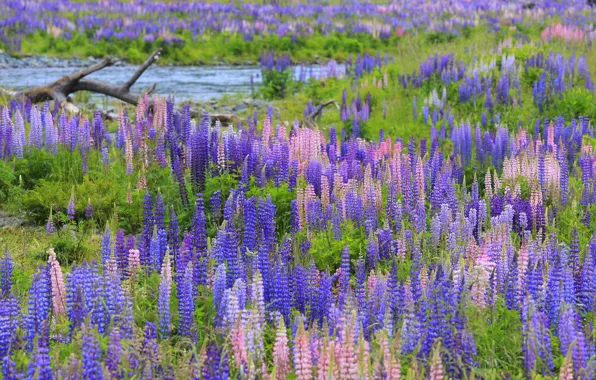 Field, summer, flowers, thickets, shore, glade, pink, snag