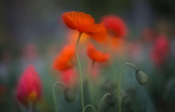 Flowers, nature, Maki