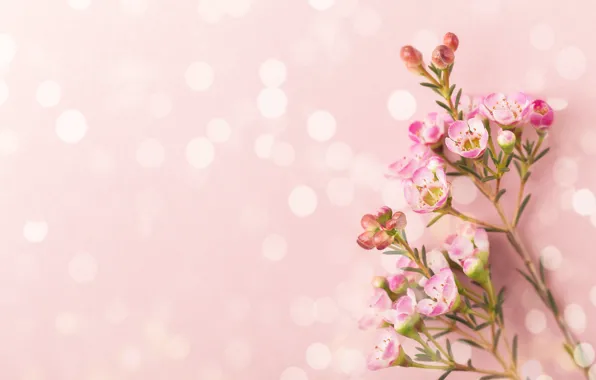 Picture background, Flowers, branch