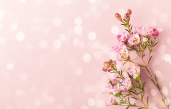 Flowers, branches, background
