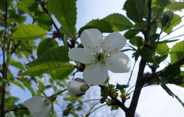 Cherry, spring, April