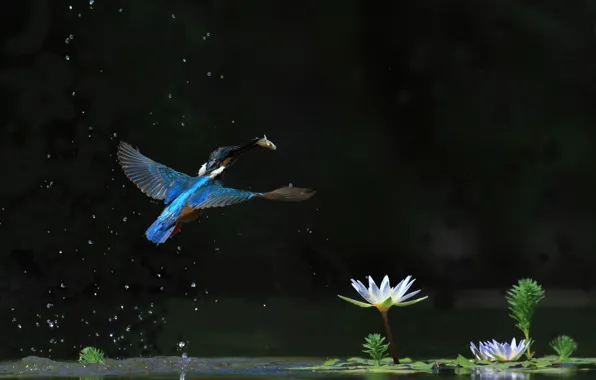 Water, flight, Kingfisher, water Lily, catch, bird