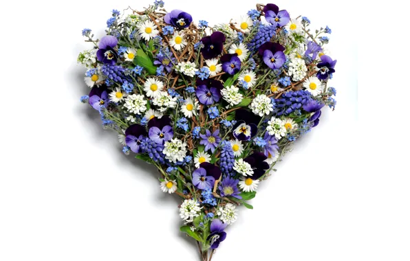 Picture photo, Flowers, Heart, Chamomile, Pansy, Hellebore