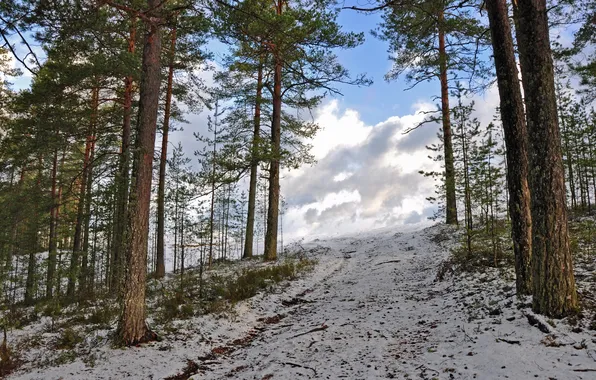 Winter, forest, snow, trees