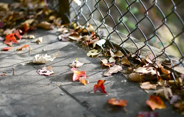 Leaves, the fence, fallen, autumn