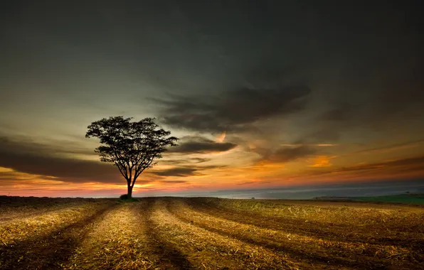Picture field, the sky, clouds, landscape, sunset, tree, Nature, sky