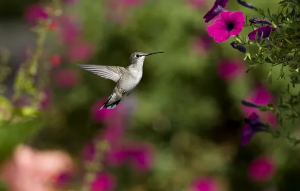 Flowers, bird, focus, Hummingbird, Petunia