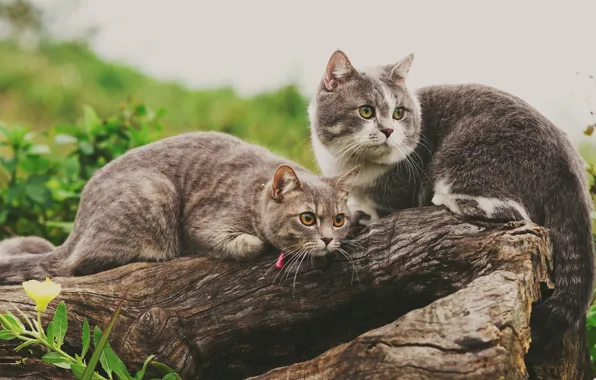Cats, log, a couple, two cats