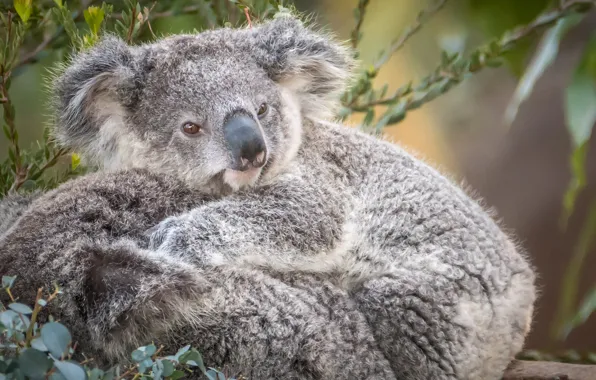 Cute, fur, Koala