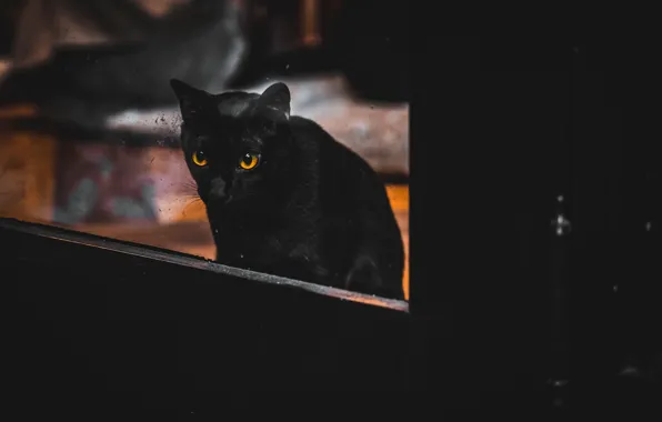 Cat, house, window