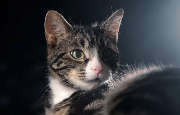 Eyes, look, background, cat
