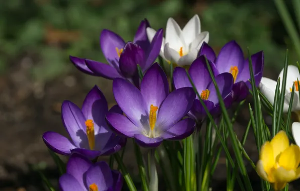 Macro, spring, petals, crocuses, saffron