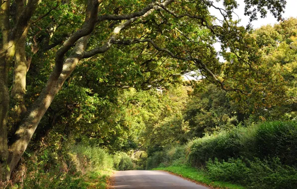 Picture road, greens, forest, trees, the bushes
