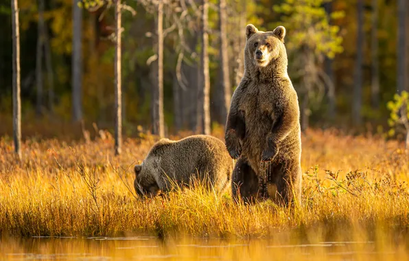 Autumn, look, nature, pose, bear, bears, bear, bear