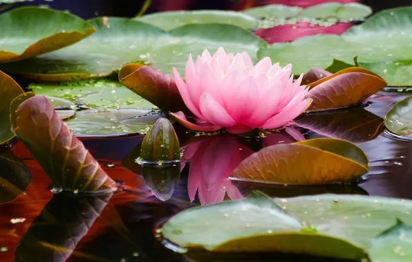 Picture leaves, water, flowers, Nymphaeum, water Lily