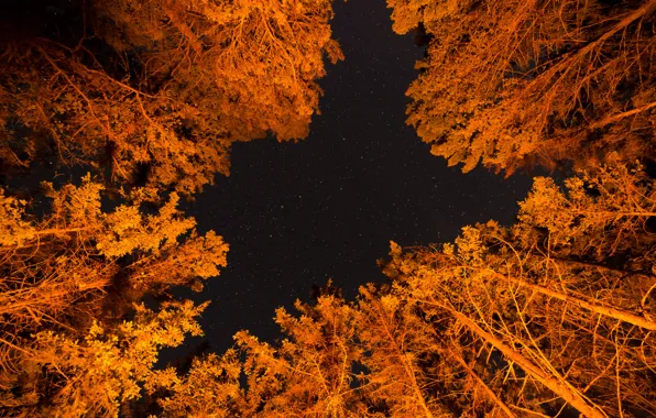 Picture the sky, leaves, stars, trees, night