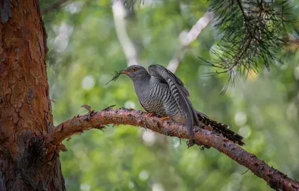 Picture nature, tree, bird, branch, bokeh, cuckoo, Marina Mochalova