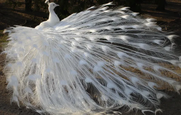 White, bird, feathers, tail, peacock, albino