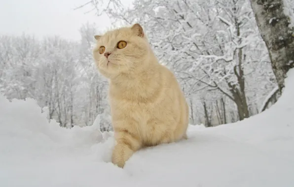 Winter, snow, red cat
