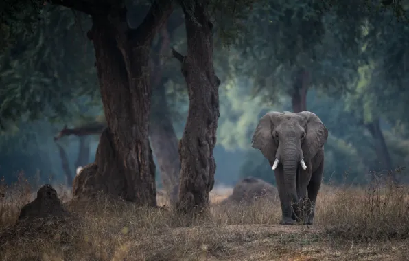 Picture trees, elephant, Zimbabwe