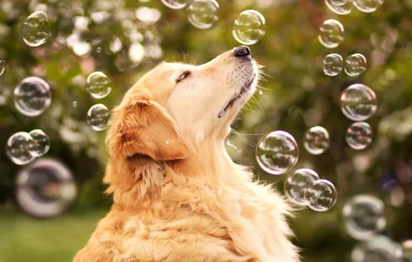 Picture bubbles, each, dog