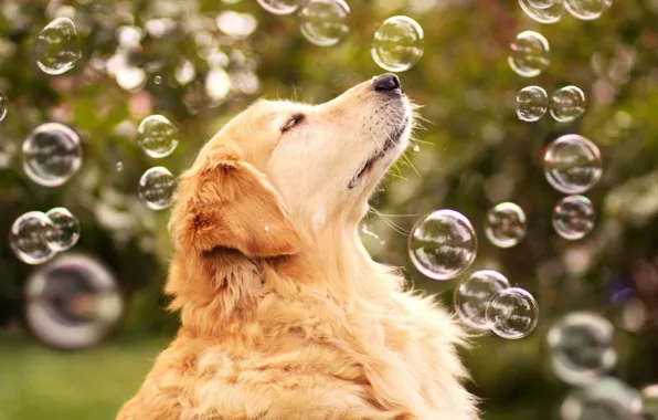 Bubbles, each, dog