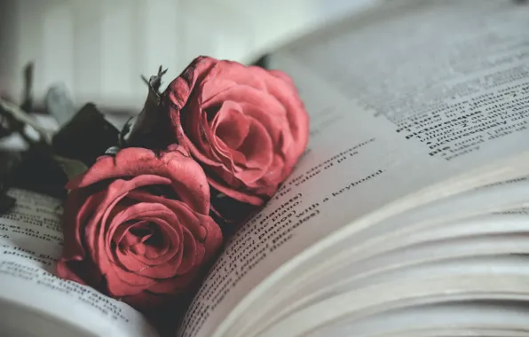 Flowers, roses, book