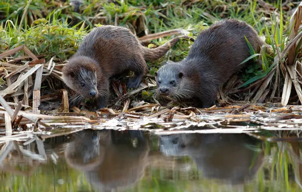 Picture grass, pond, reflection, shore, two, a couple, pond, otter