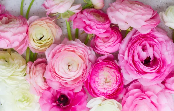 Picture white, pink, pink flowers, flowers, beautiful, buttercups, ranunculus