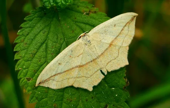 Leaves, microsemi, wings, Butterfly, insect, beautiful, closeup