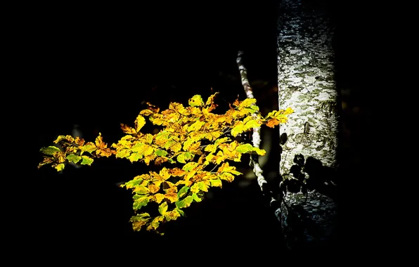 Picture autumn, leaves, birch