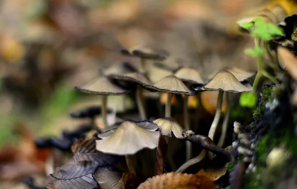 Mushrooms, moss, bokeh