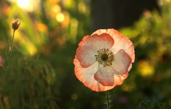 Flower, the sun, macro, light, plant, Mac, petals