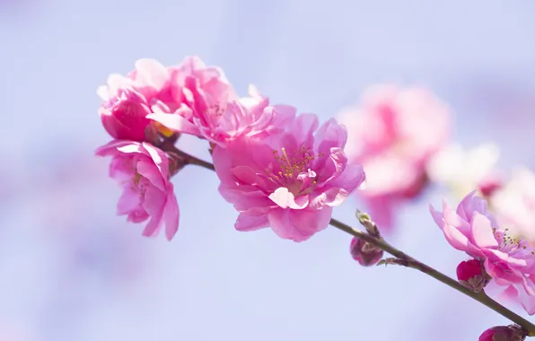 Branch, spring, flowering, flowers, pink flowers