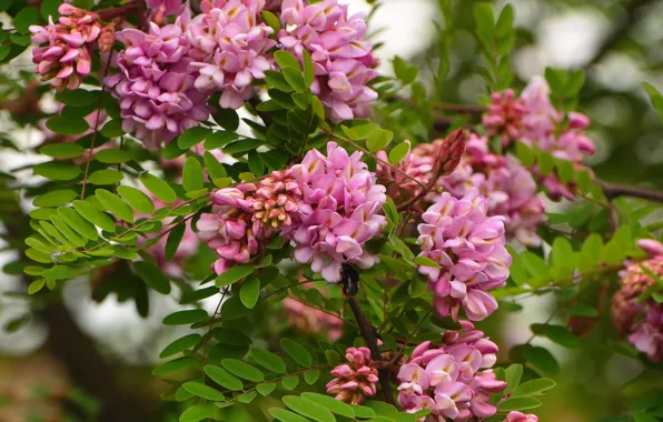 Tree, color, acacia