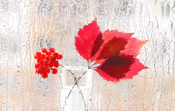 Autumn, glass, leaves, water, drops, light, glass, berries