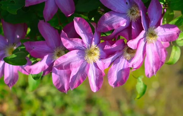 Purple, clematis, clematis