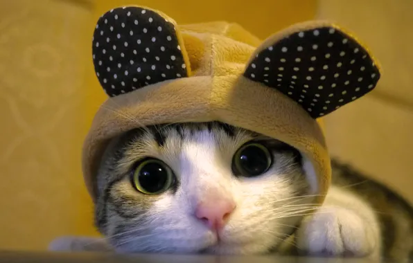 Picture cat, cat, hat, muzzle