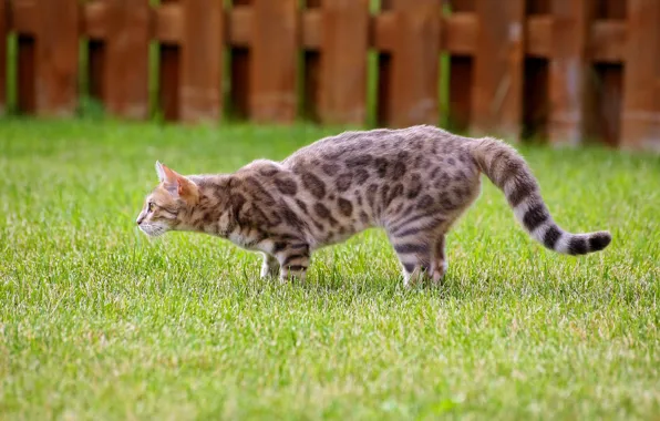 Picture cat, lawn, watching, following