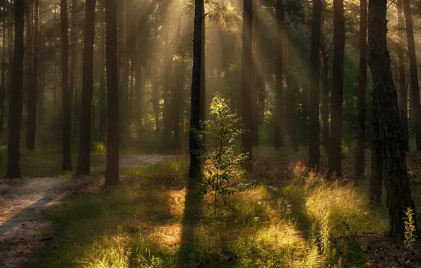 Forest, summer, grass, rays, light, trees, branches, fog