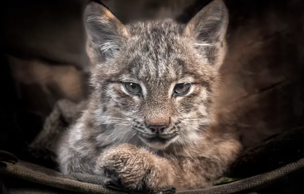 Picture predator, baby, lynx