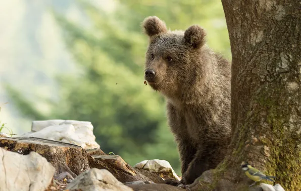 Picture look, face, trees, nature, pose, stones, background, bird