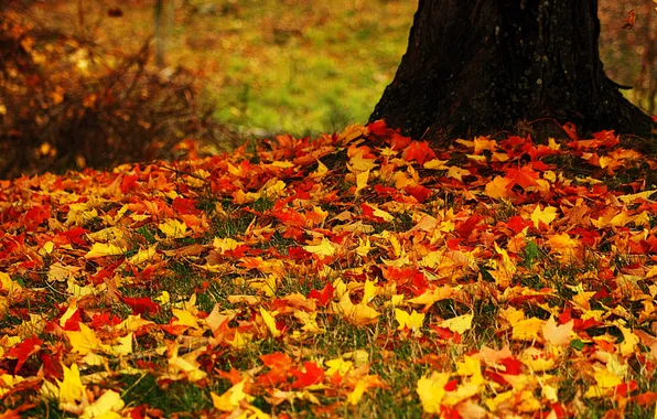 Autumn, leaves, tree, Bush, falling leaves