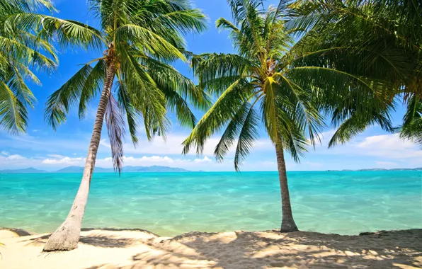 Sand, the sky, clouds, palm trees, the ocean, Beach, horizon