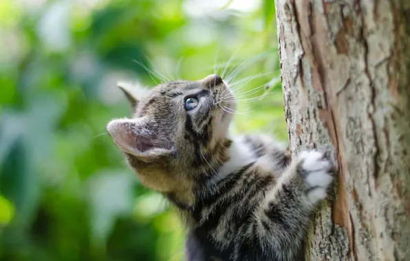 Picture the trunk of the tree, climbs, tabby kitten