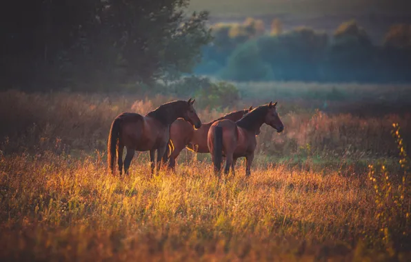 Field, autumn, nature, horses, horse, pasture, pair, three