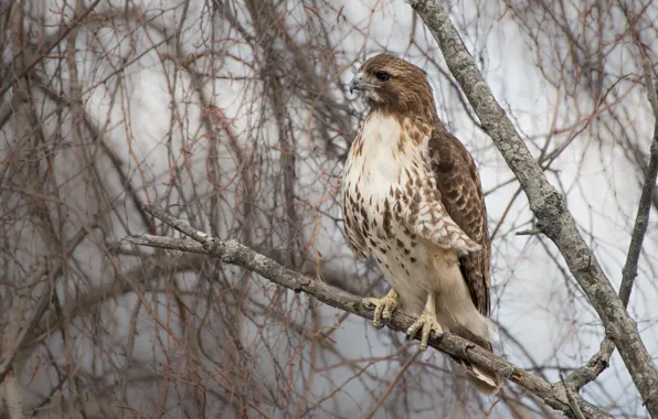 Branches, nature, grey, background, tree, bird, hawk, predatory