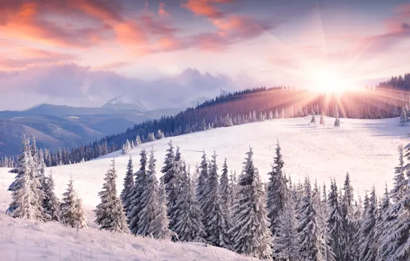 Picture winter, the sun, snow, mountains, dawn, tree