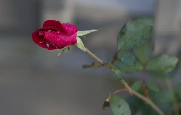 Picture leaves, roses, petals, stem, buds