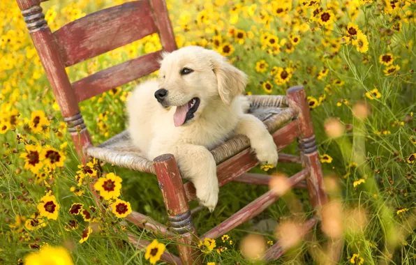 Picture FIELD, LANGUAGE, FLOWERS, CHAIR, GLADE, PUPPY, YELLOW